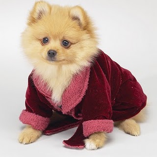 cao roupa3 Roupinhas para cães: perigos, cuidados