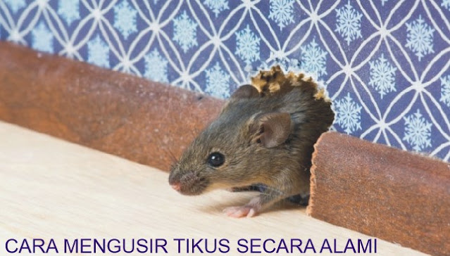 Cara Mengusir Tikus Secara Alami Ampuh untuk di Rumah dan Sawah
