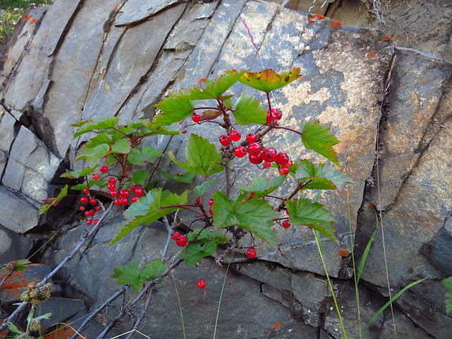 Смородина кислая / Смородина голенькая / Смородина гладенькая (Ribes acidum, =Ribes glabellum)