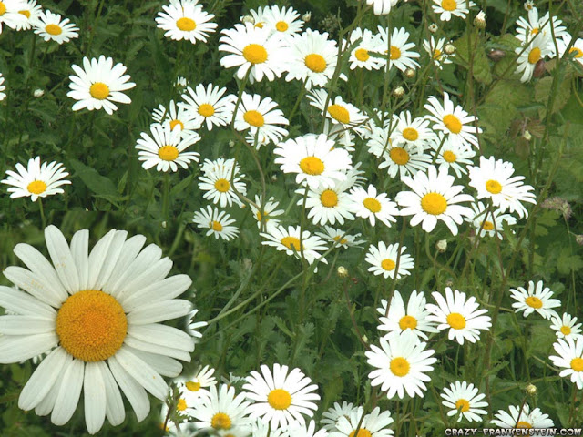 Daisy Flower HD Wallpapers Free Download