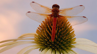 hermoso y tierno insecto en una flor