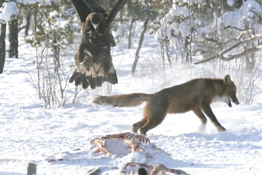 golden eagle bird. Golden Eagle vs. Fox