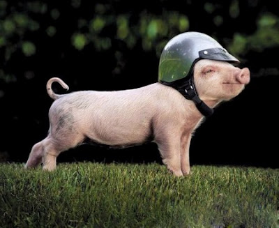 foto binatang lucu babi imut