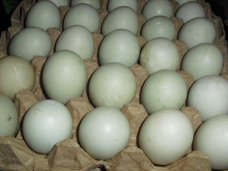 Ternak Bebek Batam: Foto Telur Bebek - Batam Farms
