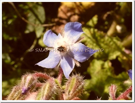 Wild flowers 002