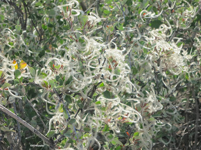 mountain mahogany, Cercocarpus montanus