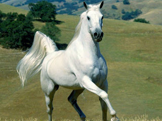 White Horse