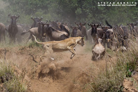 Masai Mara National Park Wild Animals Lion Hunting 17