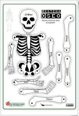 SISTEMA ÓSEO (Recortables de Ciencias Naturales de Primaria)