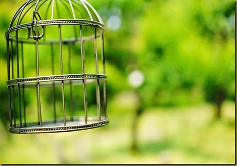 birdcage 1