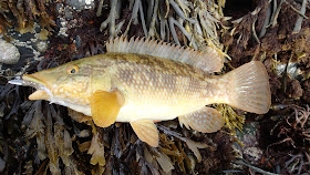 Fishing North Wales