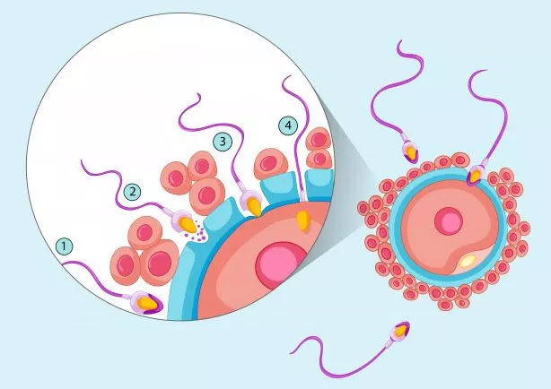 reproduction-sperm-2nd-week-pregnant-week