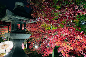 京都 勝林寺 紅葉ライトアップ