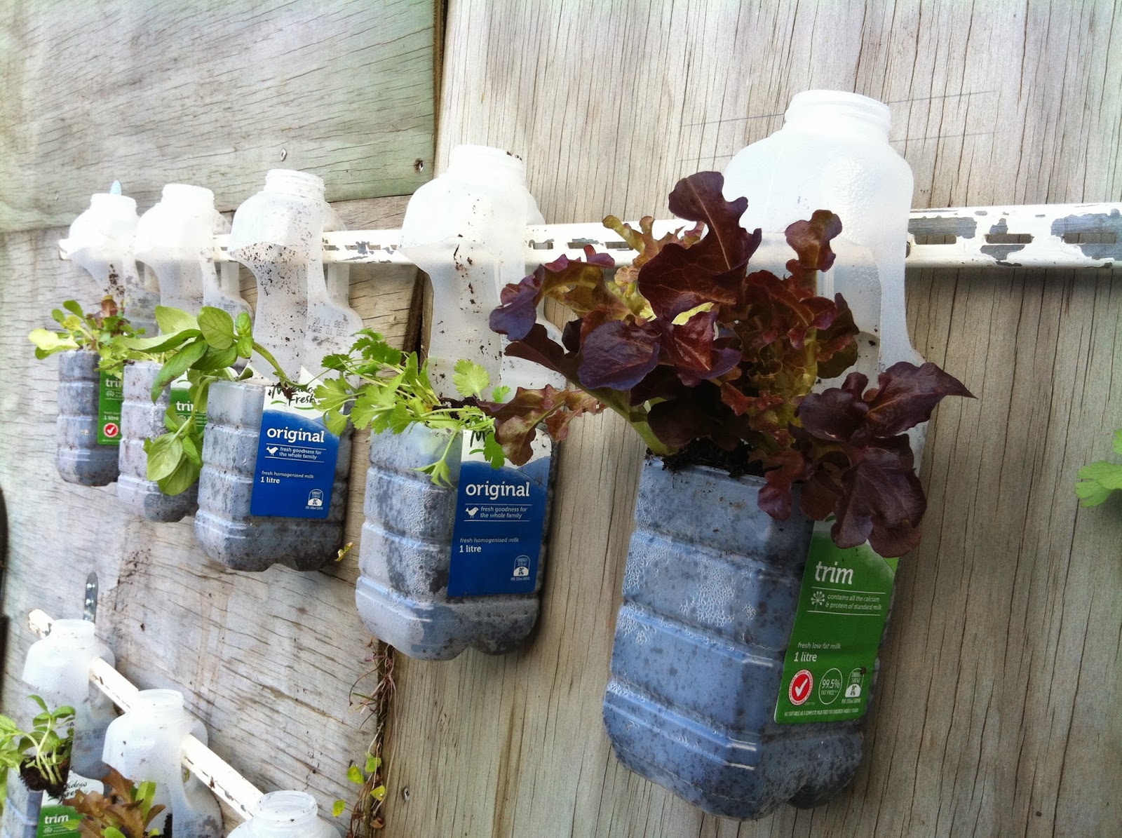 Laila at Home: Hanging Garden of Eatin'