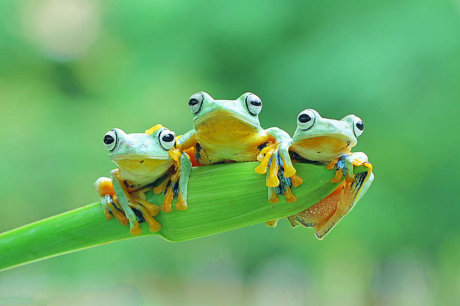 47 Gambar  Katak  Comel Berwarna warni Boleh Dikoleksi 