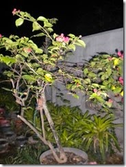 Setelah pemberian Growmore dan D.I Grow foto saat sempat pada malam hari