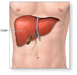 How To Prevent Liver Disease ??!!