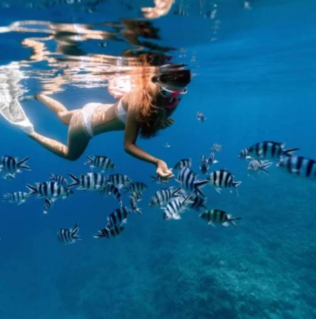 Snorkeling In Great Barrier Reef