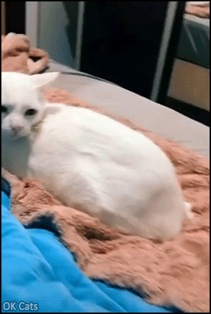 Funny Cat GIF • White cat does not accept to be petted by men. He's not gay! [ok-cats.com]