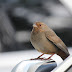 Abert's towhee