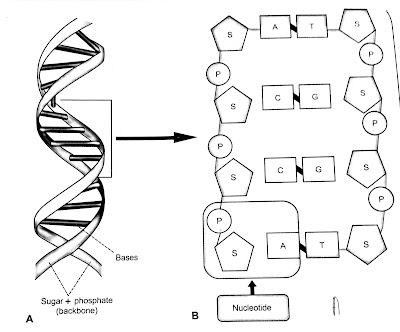 Structure of  DNA