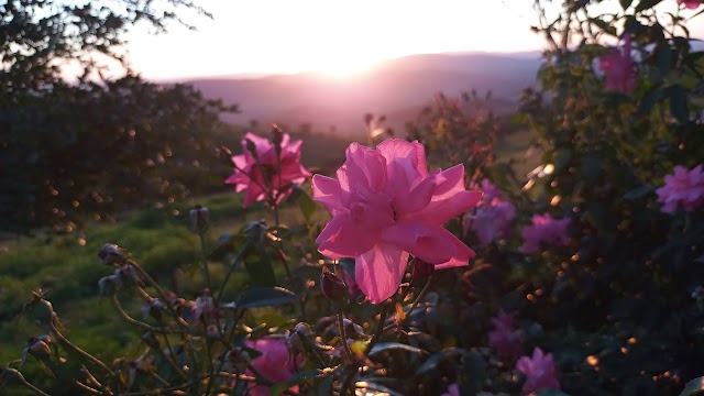 AS ROSEIRAS DA SERRA DA BAÊTA REGIÃO OESTE DE BOM CONSELHO