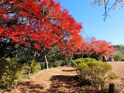  源氏山公園の紅葉