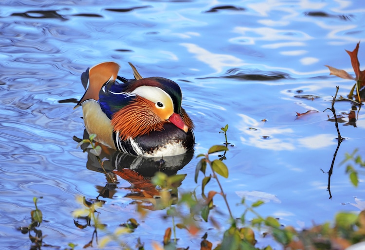 male and female mandarin ducks