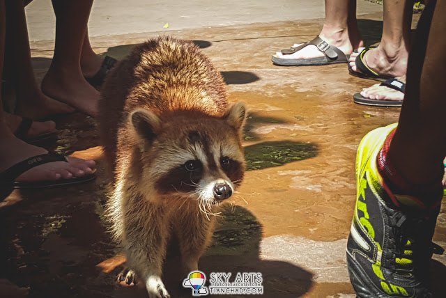 A racoon with the name called Tiger spotted at Lost World of Tambun