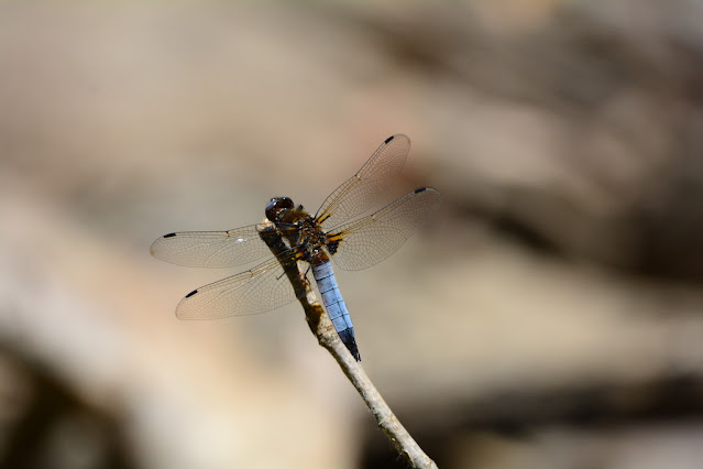 Libellula fulva