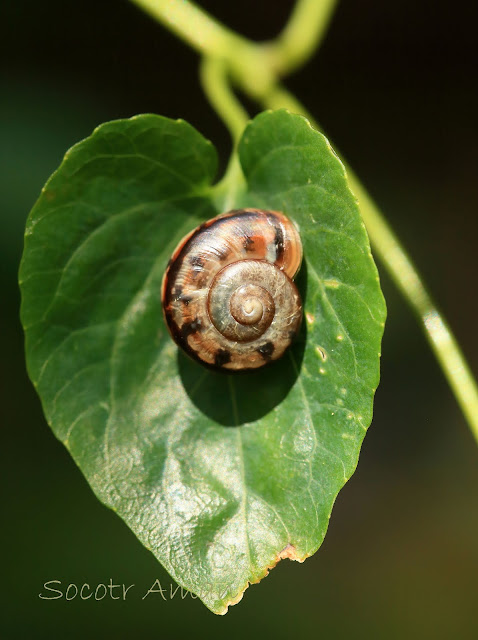 Euhadra peliomphala 