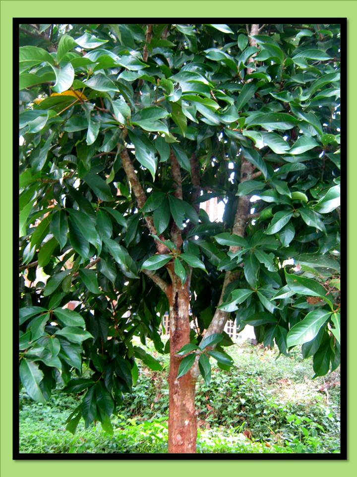 KLASIFIKASI TUMBUHAN BERBIJI Jambu Dersono Syzygium 