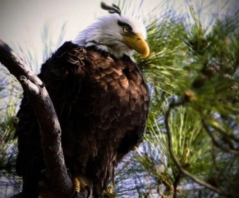 Real-Life-Angry-Birds-007