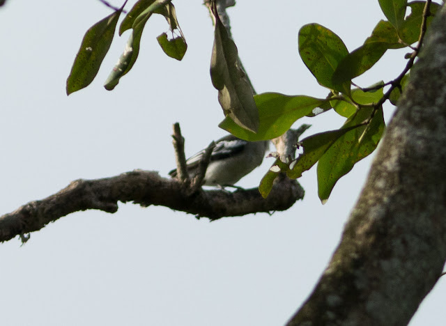 Pied Triller - Pasir Ris, Singapore