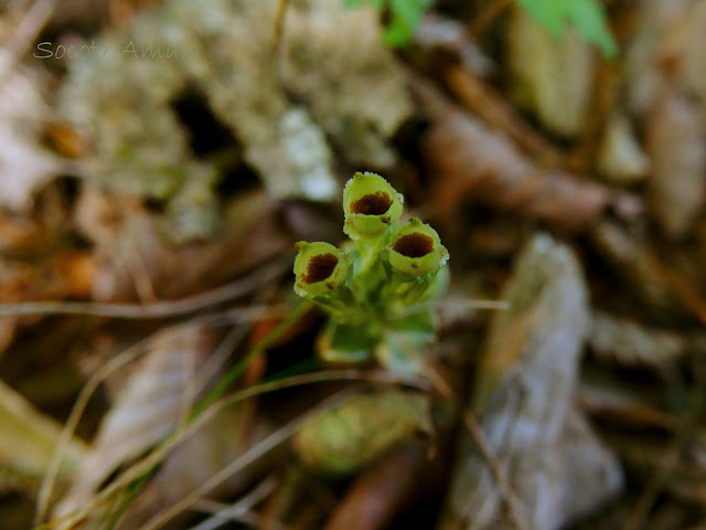 Gentiana zollingeri