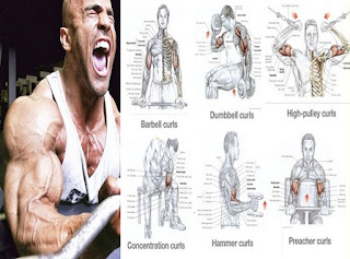 How to Build Bigger Biceps: Increase Biceps Size ~ www ...
