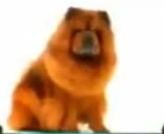 Foto anjing chow chow