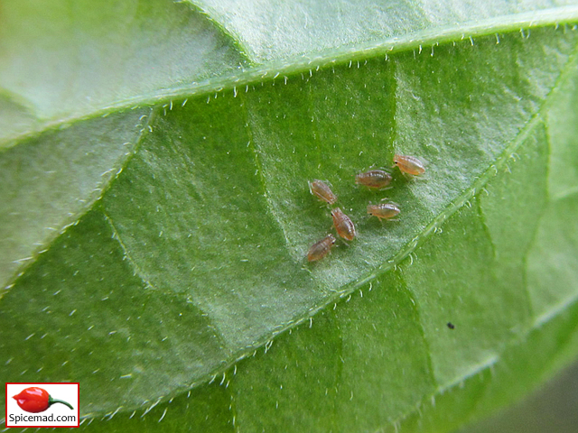 Parasitised Aphids on Aji Largo Leaf - 26th June 2021