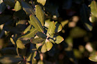 tebogue