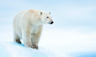 Polar bear vs Grizzly bear