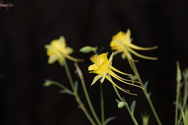 Golden columbine