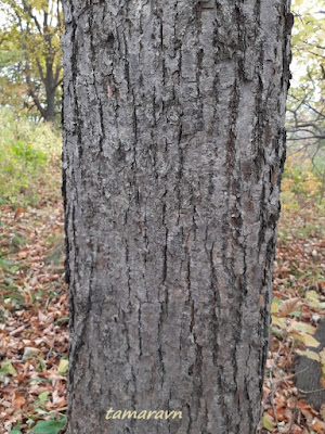 Липа амурская (Tilia amurensis)