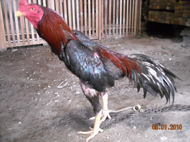 Koleksi Gambar  Ayam Bangkok Koleksi Foto dan Gambar 