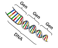 Pewarisan Sifat :Gen - DNA