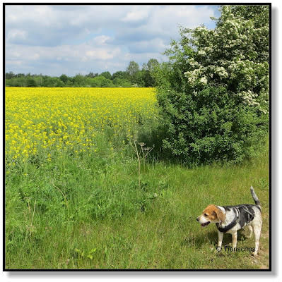 Spaziergang mit Beagle