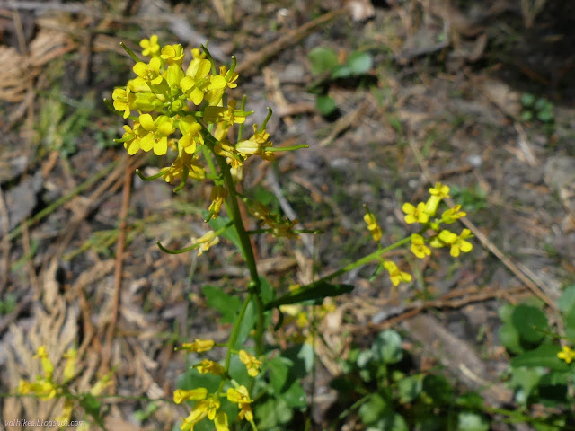 27: yellow flowers