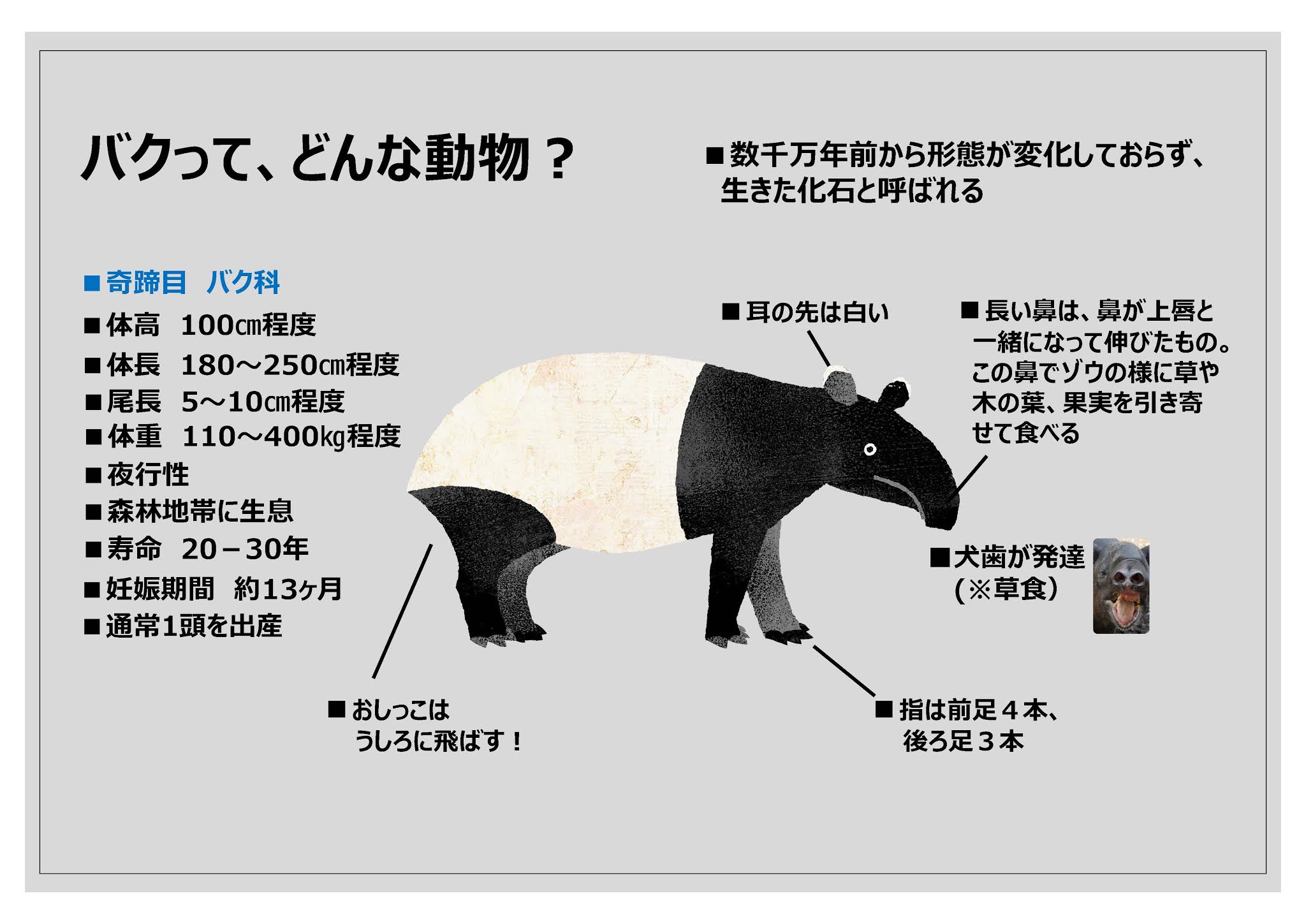 福岡市動物園ブログ 世界バクの日 特別企画を開催しました 福岡市動物園ブログ 世界バクの日 特別企画を開催しました