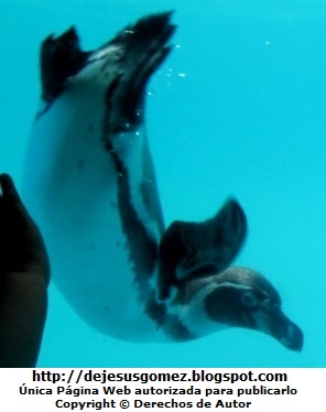 Foto de un pingüino saludando dentro del agua - Parque de las Leyendas.  Foto del pinguino de Jesus Gómez