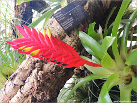 Bromelia Vriesea en el Jardín Botánico de Montreal