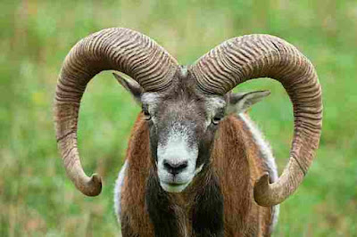 दुनिया के 10 सर्वश्रेष्ठ सींग वाला जानवर | World's 10 Best Horned Animals